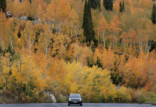 Steve Griffin | The Salt Lake Tribune

Trees glow with color as rain falls in Albion Basin near Alta Monday September 24, 2012.