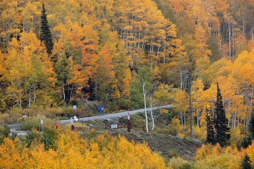 Steve Griffin | The Salt Lake Tribune

Rain falls as hikers walk among the changing leaves in Albion Basin near Alta Monday September 24, 2012.