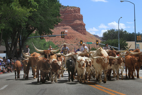 Rick Egan   |  The Salt Lake Tribune

A heard of Longhorn Cattle walk up the main street in Kanab, leading the parade during the Western Legends Round Up Saturday August 28, 2010.