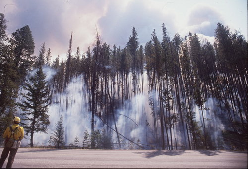 Yellowstone fire in 1988.

Paul Fraughton/The Salt Lake Tribune.