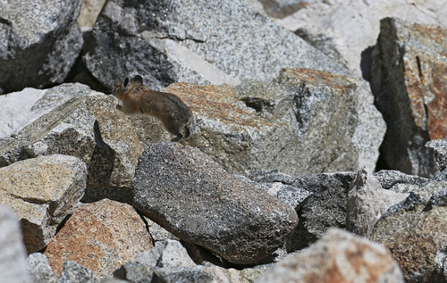 Francisco Kjolseth  |  The Salt Lake Tribune
Eluding the lens running in and out of sight a Pika, the smallest member of the rabbit family, are distributed throughout the Western United States and are well adapted to mountain environments. The Utah Environmental Congress conducted one of two Citizen Science counts on pikas near Twin Lakes Reservoir, near Brighton on Sunday, August 11, 2013. Pika's, a high-mountain dweller without a tail and about 6 to 8 inches long are very sensitive to heat and can't live in temperaturess above 80 degrees making them an indicator species for climate change.