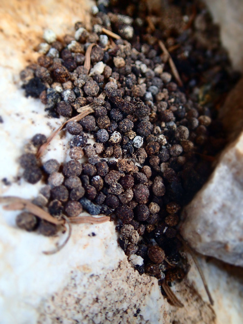 Francisco Kjolseth  |  The Salt Lake Tribune
Pika skat resembling pepper corns are spotted by volunteers with the Utah Environmental Congress as it conducts one of two Citizen Science counts on pikas near Twin Lakes Reservoir, near Brighton on Sunday, August 11, 2013. Pika's, a high-mountain dweller about 6 to 8 inches long are very sensitive to heat and can't live in temperaturess above 80 degrees making them an indicator species for climate change.