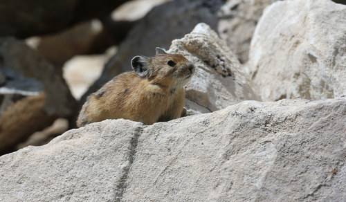 Francisco Kjolseth  |  The Salt Lake Tribune
A Pika, the smallest member of the rabbit family, are distributed throughout the Western United States and are well adapted to mountain environments. The Utah Environmental Congress conducted one of two Citizen Science counts on pikas near Twin Lakes Reservoir, near Brighton on Sunday, August 11, 2013. Pika's, a high-mountain dweller without a tail and about 6 to 8 inches long are very sensitive to heat and can't live in temperaturess above 80 degrees making them an indicator species for climate change.