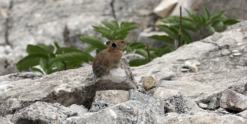 Francisco Kjolseth  |  The Salt Lake Tribune
A Pika, the smallest member of the rabbit family, are distributed throughout the Western United States and are well adapted to mountain environments. The Utah Environmental Congress conducted one of two Citizen Science counts on pikas near Twin Lakes Reservoir, near Brighton on Sunday, August 11, 2013. Pika's, a high-mountain dweller without a tail and about 6 to 8 inches long are very sensitive to heat and can't live in temperaturess above 80 degrees making them an indicator species for climate change.