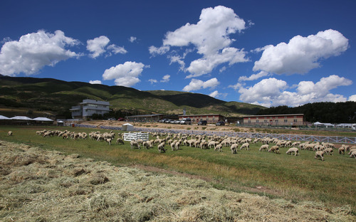 Francisco Kjolseth  |  The Salt Lake Tribune
The Soldier Hollow Classic sheepdog herding championship gets ready to feature the top herding dogs nationally and internationally as 330 head of Utah sheep are unloaded at Soldier Hollow to familiarize the sheep to the hill.