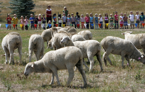 Francisco Kjolseth  |  The Salt Lake Tribune
Kids from Soldier Hollow Charter School get a rare treat as 330 head of sheep are unloaded by the school in preparation for the Soldier Hollow Classic sheepdog herding championship this weekend. Top herding dogs nationally and internationally will compete for the 11th year at Soldier Hollow.