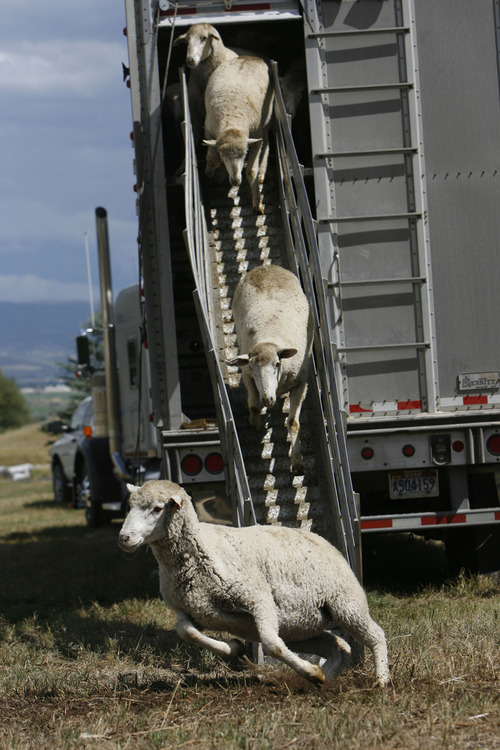 Francisco Kjolseth  |  The Salt Lake Tribune
The Soldier Hollow Classic sheepdog herding championship is getting ready to feature the top herding dogs nationally and internationally. On Wednesday, 330 head of Utah sheep were unloaded at Soldier Hollow to familiarize the sheep to the hill.