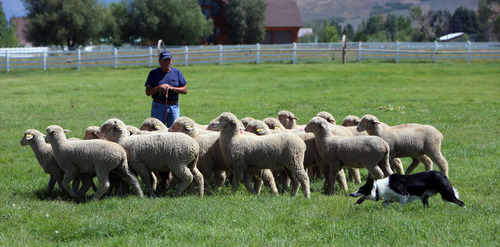 Francisco Kjolseth  |  The Salt Lake Tribune
Vergil Holland of Lexington, Ky., guides his dog, Scott, in "shedding" sheep during a practice run near Soldier Hollow on Wednesday, August 28, 2013. Scott, who has competed four times in the national finals of the Soldier Hollow Classic sheepdog herding championship, is one of five dogs brought in by Holland for the weekend events.