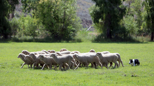Francisco Kjolseth  |  The Salt Lake Tribune
Scott the sheepdog is guided in by his owner Vergil Holland of Lexington, Ky., during a practice run near Soldier Hollow on Wednesday, August 28, 2013. Scott, who has competed four times in the national finals of the Soldier Hollow Classic sheepdog herding championship, is one of five dogs brought in by Holland for the weekend events.