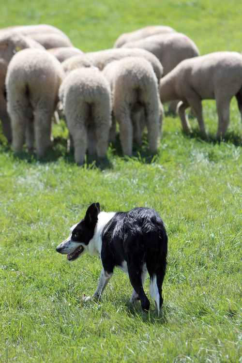 Francisco Kjolseth  |  The Salt Lake Tribune
Scott the sheepdog waits for a command from his owner Vergil Holland of Lexington, Ky., during a practice run near Soldier Hollow on Wednesday, August 28, 2013. Scott, who has competed four times in the national finals of the Soldier Hollow Classic sheepdog herding championship, is one of five dogs brought in by Holland for the weekend events.
