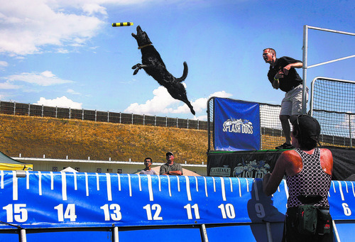 Scott Sommerdorf  |  The Salt Lake Tribune
"Splash dogs" jump at the Soldier Hollow Sheepdog Competition at Soldier Hollow on Saturday.