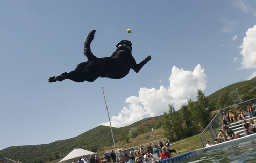 Scott Sommerdorf  |  The Salt Lake Tribune
"Splash Dogs" jump at the Soldier Hollow Sheepdog Competition at Soldier Hollow, Saturday, August 31, 2013.