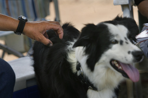 Scott Sommerdorf  |  The Salt Lake Tribune
Shauna Gourley scratches her sheepdog as she sits nearby to the finish of the Soldier Hollow Sheepdog Competition at Soldier Hollow, Saturday, August 31, 2013.