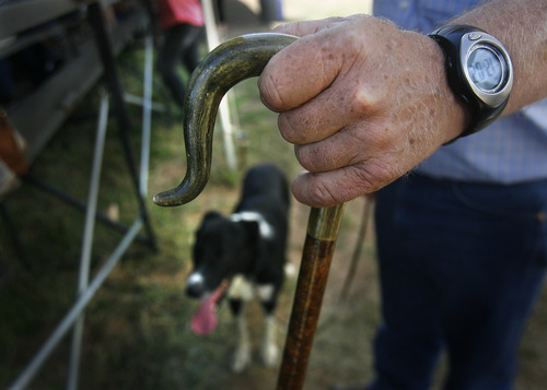 Scott Sommerdorf  |  The Salt Lake Tribune
Tom Wilson holds onto his "crook" -- the cane that handlers carry -- as his dog Roy pants in the shade after competing in the Soldier Hollow Sheepdog Competition at Soldier Hollow, Saturday, August 31, 2013.