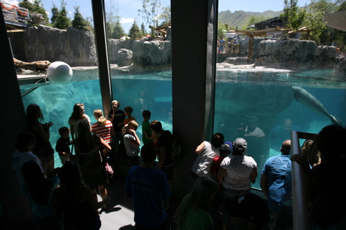 Steve Griffin | The Salt Lake Tribune

Rocky Shores exhibit opening at Hogle Zoo June 1, 2012 in Salt Lake City, Utah.