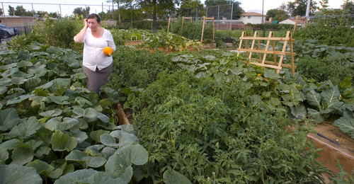 Paul Fraughton  |   The Salt Lake Tribune
Andrea Aguin, steward of Hillsdale Community Garden in West Valley City, walks through boxes overflowing with vegetables, evidence of a growing Salt Lake County  urban farming program.                          
 Wednesday, September 4, 2013