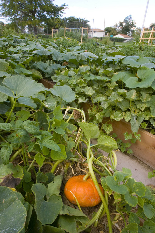 Paul Fraughton  |  The  Salt Lake Tribune
All sorts of pumpkins and narrow-neck squash are part of the horticultural produce of Hillsdale Community Garden in West Valley City, which is part of Salt Lake County's urban farming program.                          
 Wednesday, September 4, 2013