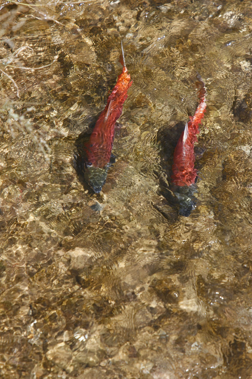 Kokanee salmon in Sheep Creek, a tributary to Flaming Gorge Reservoir, prepare for the spawn in the fall of 2007. Steve Griffin photo

Steve Griffin/The Salt Lake Tribune 9/20/07