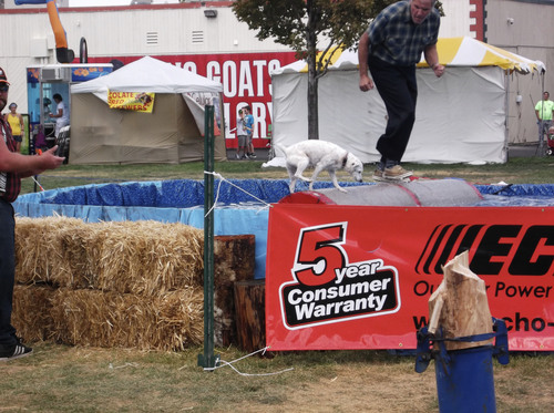 Sean P. Means  |  The Salt Lake Tribune
And you thought people went to the fair to get away from things that remind them of work. Here, Sandy the log-rolling dog walks without getting anywhere at the Paul Bunyan Lumberjack Show at the Utah State Fair.