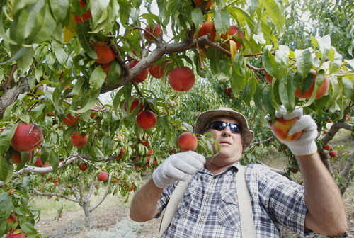 Al Hartmann  |  The Salt Lake Tribune
Scott Smith picks Suncrest peaches Friday morning, Aug. 30, 2013, to sell at the Salt Lake Farmers Market the next day. He uses cotton gloves to pick peaches so as not to bruise the fruit. He said that a ripe peach practically falls in your hand when touched by the fingertips. He grows two dozen varieties of peaches at his orchard on the benches above Provo in what he called a micro climate of hot days and cool nights. Some varieties ripen early and some late.
