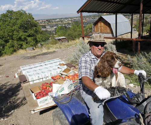 Al Hartmann  |  The Salt Lake Tribune
Scott Smith drives his ATV and trailer to pick another section of his peach orchard on the benches above Provo Friday, Aug. 30, 2013. His dog, Miz Balou, is good company as he picks 120 quarter bushel boxes a day. He grows two dozen varieties of peaches at his orchard on the benches above Provo in what he called a micro climate of hot days and cool nights. Some varieties ripen early and some late.