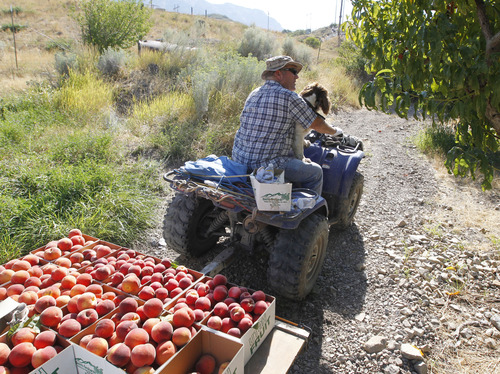 Al Hartmann  |  The Salt Lake Tribune
Scott Smith drives his ATV and trailer to pick another section of his peach orchard on the benches above Provo on Friday, Aug. 30, 2013. His dog, Miz Balou, is good company as he picks 120 quarter bushel boxes a day. He grows two dozen varieties of peaches at his orchard on the benches above Provo in what he called a micro climate of hot days and cool nights. Some varieties ripen early and some late.