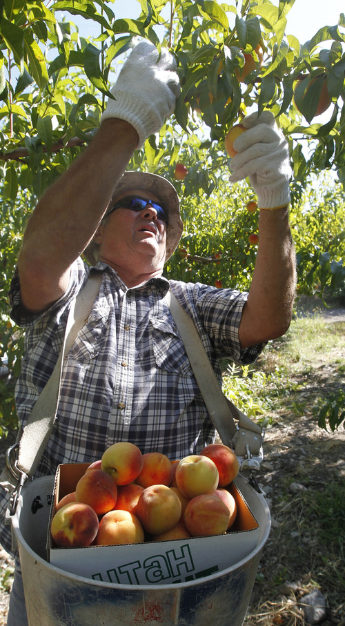 Al Hartmann  |  The Salt Lake Tribune
Scott Smith picks Briscoe peaches Friday morning Aug. 30, 2013, to sell at the Salt Lake Farmers Market the next day. He uses cotton gloves to pick peaches so as not to bruise the fruit. He said that a ripe peach practically falls in your hand when touched by the fingertips. He grows two dozen varieties of peaches at his orchard on the benches above Provo in what he called a micro climate of hot days and cool nights. Some varieties ripen early and some late.