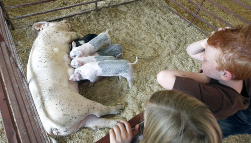 Al Hartmann  |  The Salt Lake Tribune
Kids watch a sow nursing her four piglets Sunday afternoon on the final day of the Utah State Fair.