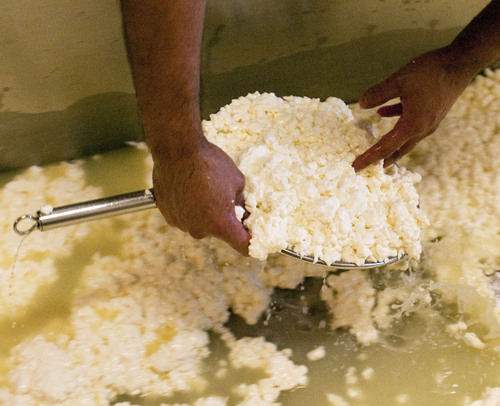 Steve Griffin | The Salt Lake Tribune

Casein is separated  from the whey liquid as cheese makers at Gold Creek Farm in Woodland, Utah, make mozzarella cheese Monday Sept. 11, 2013.