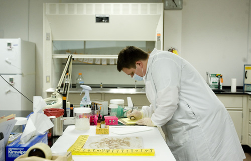 Kim Raff  |  The Salt Lake Tribune
Justin Masin, a forensic scientist, studies evidence at the crime lab at the Utah Bureau of Forensic Services in West Valley City on February 11, 2013. The crime lab is slowly on the mend after years of losing staff to budget cuts and low wages.