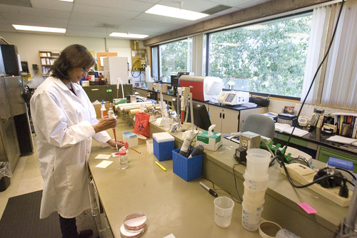 Paul Fraughton  |   The Salt Lake Tribune
Microbiologist Sushma Karna performs a test looking for coliform bacteria in a milk sample. The milk laboratory is one of several labs taking up the third floor of the Utah State Agriculture Building on Redwood Road.   Wednesday, August 28, 2013