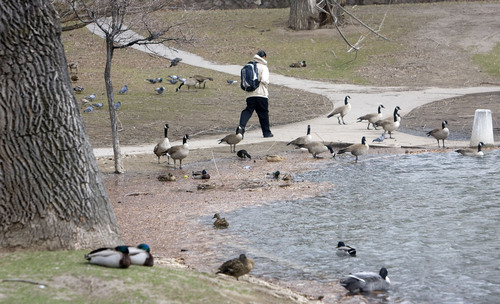 Al Hartmann  |  Tribune file photo
A man walks by the duck pond at Fairmont Park. March 4, 2009.
