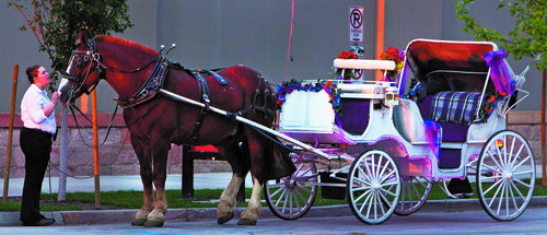 Steve Griffin  |  The Salt Lake Tribune

Carriage operator Becky Denson scratches her horse, Tut's, nose as the pair wait for a fare on Temple Square in Salt Lake City, Utah Tuesday, September 24, 2013.