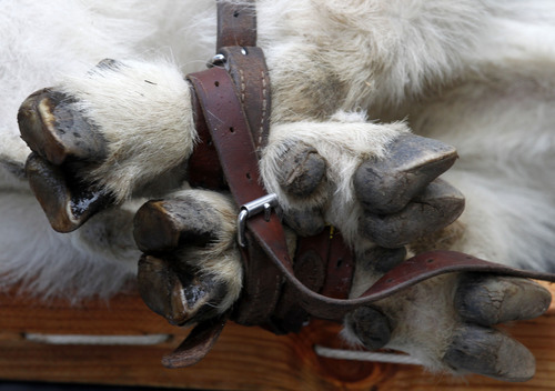 Al Hartmann  |  The Salt Lake Tribune
Captured mountain goat's feet are securely bound during health check.