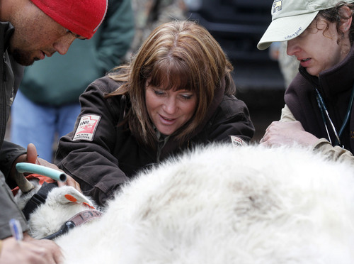 Al Hartmann  |  The Salt Lake Tribune
Division of Wildlife Resources Wildlife Disease Program Manager Leslie McFarlane works with team members on a captured mountain goat's  health check before transporting him to a new home in South Dakota.  They worked quietly and kept the goats cool on blocks of ice to minimize stress to the captured amimals. The health check took 10 to 15 minutes.