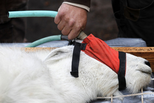 Al Hartmann  |  The Salt Lake Tribune
Captured mountain goat has garden hoses attached to it's horns for safety and blindfolded during a quick health check.