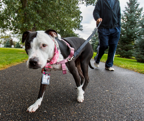 Trent Nelson  |  The Salt Lake Tribune
Kelly Lawson's pit bull Kandie works as a therapy dog on Friday..