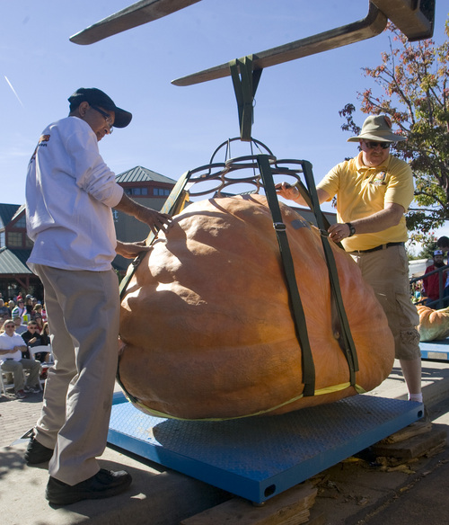 Rick Egan  | The Salt Lake Tribune 

The Utah Giant Pumpkins Growers weigh a giant pumpkin at the annual pumpkin weigh-off at Thanksgiving Point on Saturday, September 28, 2013.