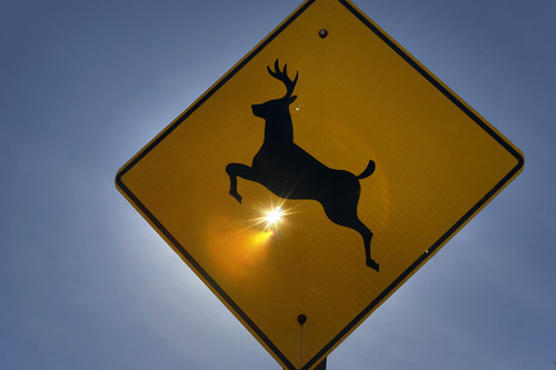 Scott Sommerdorf  |  The Salt Lake Tribune              
A road sign on Hwy 150 near Kamas shows that deer may be - and hunters have been - nearby. The general season rifle deer hunt opened at dawn Saturday with a new format that limits hunters to one of 30 units instead of one of five regions in the state. More than 52,000 are expected to be in the field, Saturday, October 19, 2012.