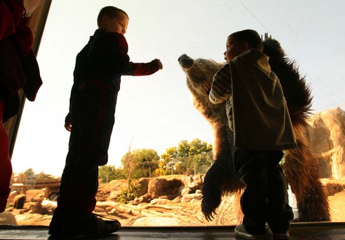 Leah Hogsten | The Salt Lake Tribune
l-r Andrew Ogilvie, 7, and Drezden Miller , 3, get up close to a grizzly bear licking honey off the enclosure's window.  Costumed kids roamed Hogle Zoo Saturday, October 5, 2013, during Zooperhero Day to learn about the super strength, sight, hearing and smells that the zoo animals have.