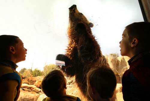 Leah Hogsten | The Salt Lake Tribune
Mini-superheros get up close to a grizzly bear licking honey off the enclosure's window as visitors learn about a bear's super sense of smell, clawing and digging power and the fact that they're super sleepers.  Costumed kids roamed Hogle Zoo Saturday, October 5, 2013, during Zooperhero Day to learn about the super strength, sight, hearing and smells that the zoo animals have.
