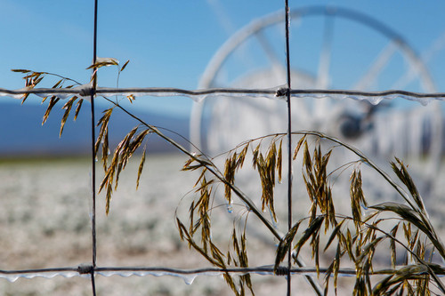 Trent Nelson  |  The Salt Lake Tribune
Ice forms as fields are irrigated near Loa, Sunday, October 6, 2013.