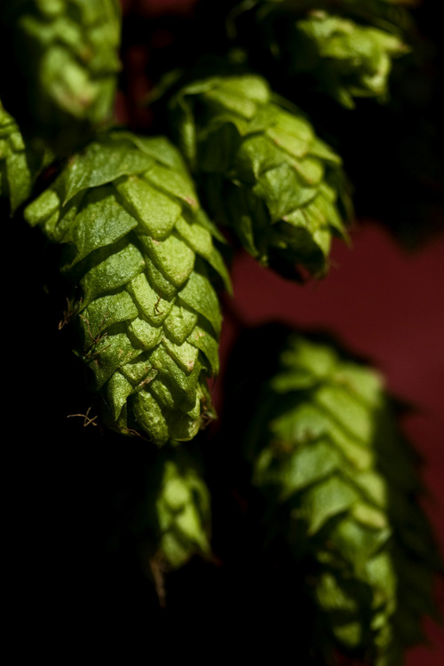 Chris Detrick  |  The Salt Lake Tribune
Homegrown Chinook hops.