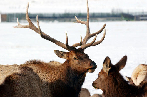 file  |  The Salt Lake Tribune
Elk eat at the Hardware Ranch in Cache County. The Rocky Mountain Elk Foundation has slated $260,000 in grants for wildlife conservation projects in 19 Utah counties.