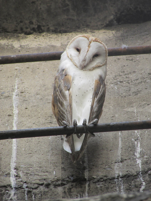 Tom Wharton | The Salt Lake Tribune
One of the barn owls that has set up residence at Phillips Barn in Springville.