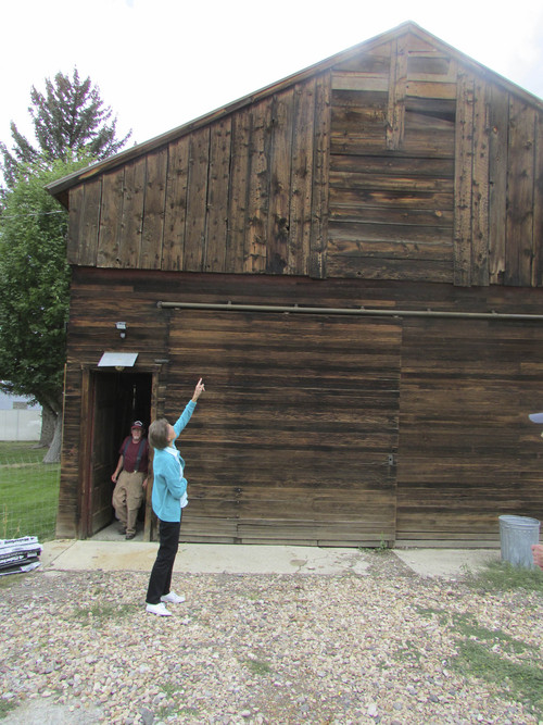 Tom Wharton | The Salt Lake Tribune
Barlene Seely Harless looks at her family barn in Mt. Pleasant.