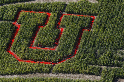 Francisco Kjolseth  |  The Salt Lake Tribune
This year's Cornbelly's maze at Thanksgiving Point depicts the BYU vs. Utah football rivalry.