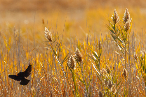 Trent Nelson  |  The Salt Lake Tribune
A red-winged blackbird at the Bear River Migratory Bird Refuge, Friday October 18, 2013.