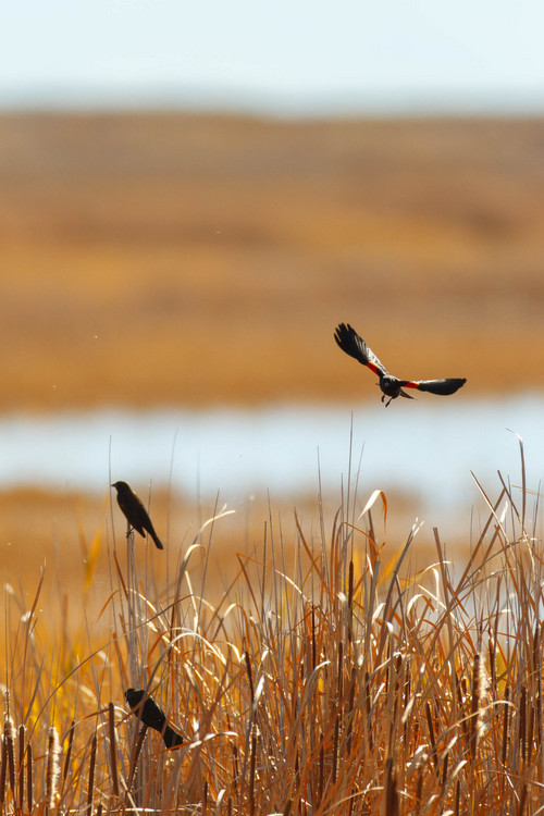 Trent Nelson  |  The Salt Lake Tribune
Red-winged blackbirds at the Bear River Migratory Bird Refuge, Friday October 18, 2013.