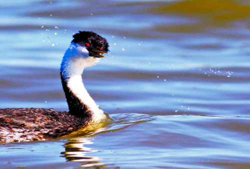 Trent Nelson  |  The Salt Lake Tribune
A grebe in the water at the Bear River Migratory Bird Refuge, Friday October 18, 2013.